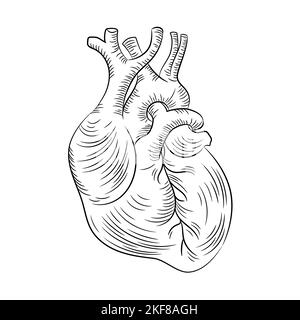 STRUCTURE ANATOMIQUE DU COEUR médecine Schéma d'éducation Schéma vectoriel humain Monochrome dessin manuel Illustration du vecteur Illustration de Vecteur