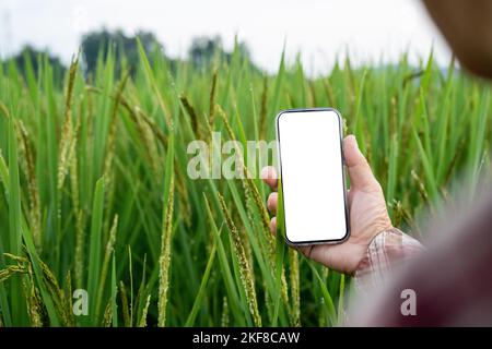 agriculteur utilisant mobile avec écran blanc blanc blanc vierge rapport de vérification de l'agriculture dans la ferme Banque D'Images