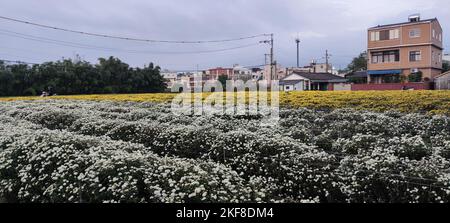 Miaoli Tonggong, Taïwan - 16 novembre 2022 : belle vue Tonggong Chrysanthemum saison, Taïwan Banque D'Images