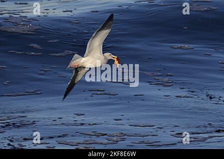 Pacific Grove, Californie, États-Unis. 16th novembre 2022. Mouette en vol avec l'étoile de mer (Credit image: © Rory Merry/ZUMA Press Wire) Banque D'Images