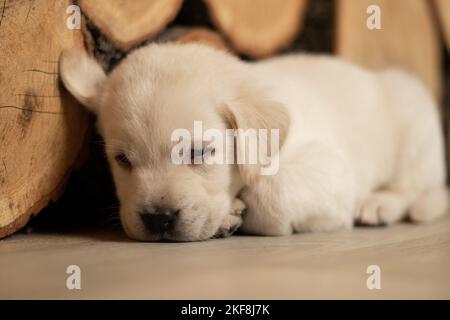 un chiot labrador blanc dormant sur un sol en bois Banque D'Images