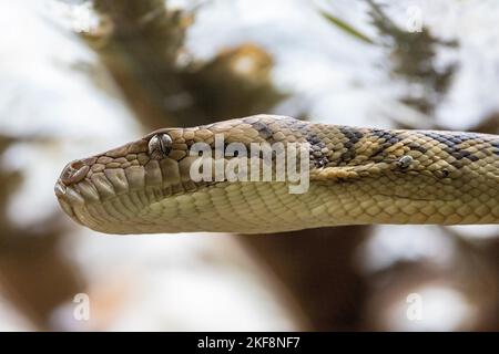 Python australien d'améhystine ou de scrub avec des tiques sous des écailles Banque D'Images