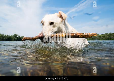 Labrador-Retriever-Mongel dans l'eau Banque D'Images