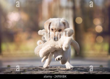 Labrador Retriever chiot Banque D'Images