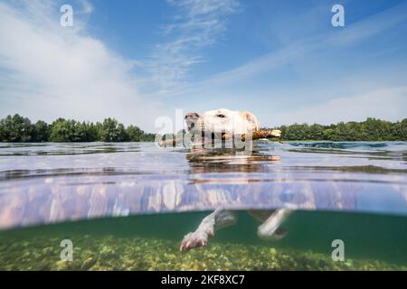 Labrador-Retriever-Mongel dans l'eau Banque D'Images