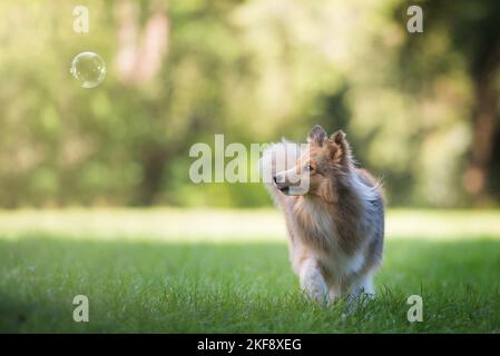 Sheltie Banque D'Images