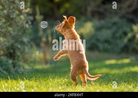 Nova Scotia Duck Tolling Retriever Puppy Banque D'Images