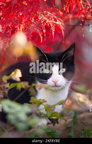 European Shorthair Banque D'Images