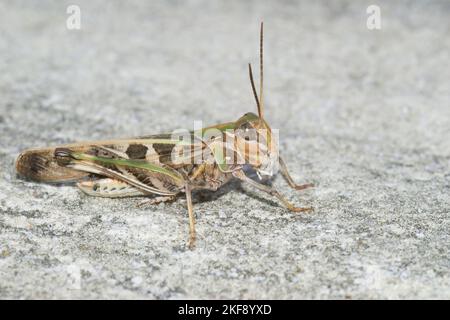 Gros plan détaillé sur la magnifique sauterelle méditerranéenne, Oedaleus decorus assis sur le sol Banque D'Images