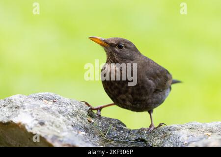 Femelle Blackbird [ Turdus merula ] boire à partir de petite flaque sur le rocher avec un fond vert net Banque D'Images