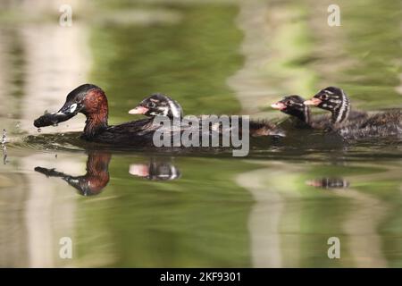 dabchick Banque D'Images