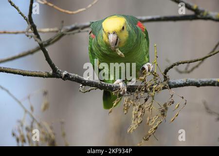Amazone à tête jaune Banque D'Images