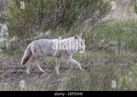 Coyote Banque D'Images