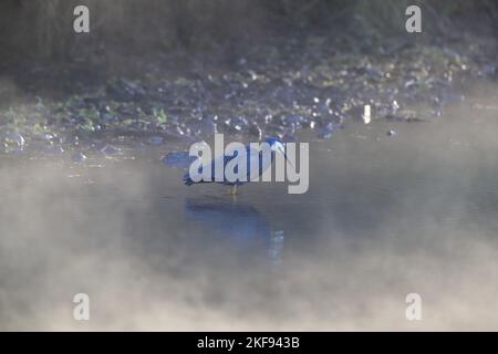 debout à face blanche Egret Banque D'Images