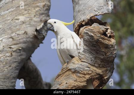 Cockatoo à la crème de soufre Banque D'Images