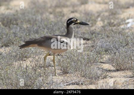 plage en pierre-curlew Banque D'Images