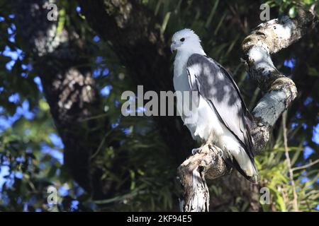 Aigle à ventre blanc Banque D'Images