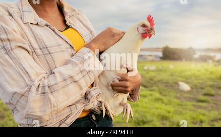 Femme, éleveur de poulet et ferme rurale de nourriture durable, élevage biologique et durabilité de la volaille saine. Récolte des œufs, gratuite Banque D'Images