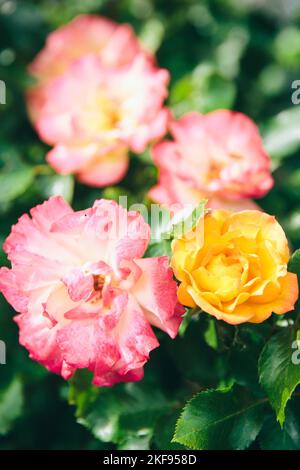 Kordes Rose, frais, jaune pêche, avec des fleurs aux bordures roses, gros plan Banque D'Images