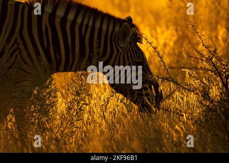 Portrait de silhouette Zebra (Equus quagga burchellii). La tête de l'animal sauvage est rétro-éclairée par la lumière du coucher du soleil. Parc national d'Etosha, Namibie, Afrique Banque D'Images