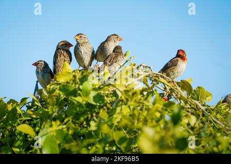 Finches à tête rouge (Amadina erythrocephala), mâles et femelles, perchés sur une branche. Parc national d'Etosha, Namibie, Afrique Banque D'Images