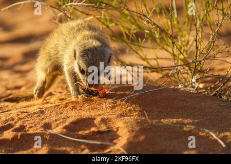 Bébé Meerkat mangeant un scorpion (Suricata suricata). Kalahari, Afrique du Sud Banque D'Images