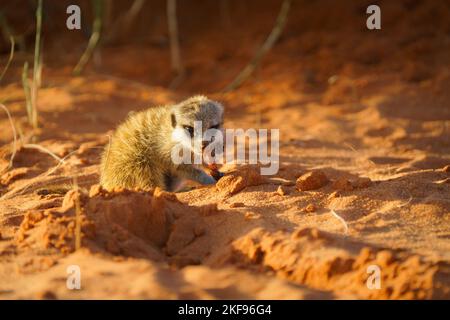Bébé Meerkat (Suricata suricata) mangeant un scorpion. Kalahari, Afrique du Sud Banque D'Images