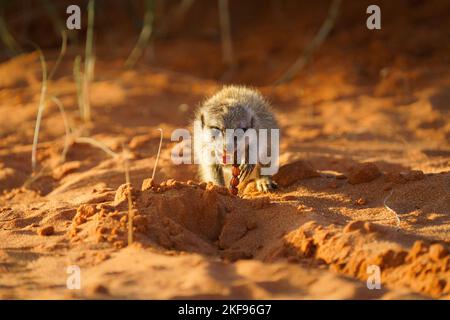 Bébé Meerkat (Suricata suricata) mangeant un scorpion. Kalahari, Afrique du Sud Banque D'Images