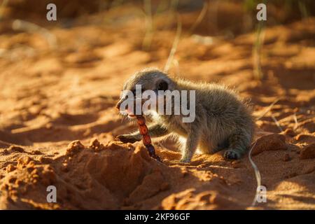 Bébé Meerkat (Suricata suricata) mangeant un scorpion. Kalahari, Afrique du Sud Banque D'Images