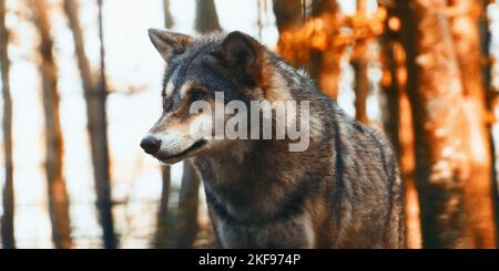 Loup gris dans la forêt, heure d'automne, vue panoramique Banque D'Images