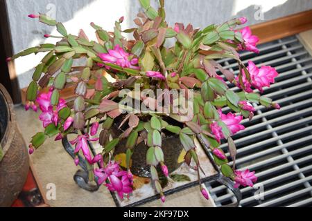 Blooming cactus rose Banque D'Images