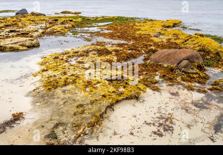 Récifs exposés à marée basse à Cape Mentelle dans le parc national Leeuwin-Naturaliste région de Margaret River Australie occidentale Banque D'Images