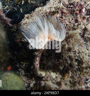 Ver à tube lisse et calcaire (Protula tubularia) Banque D'Images