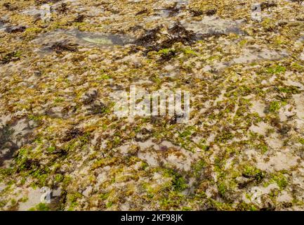 Récifs exposés à marée basse à Cape Mentelle dans le parc national Leeuwin-Naturaliste région de Margaret River Australie occidentale Banque D'Images