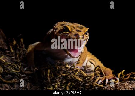 Un gros plan d'un gecko léopard siffleur jaune assis sur la surface en bois Banque D'Images