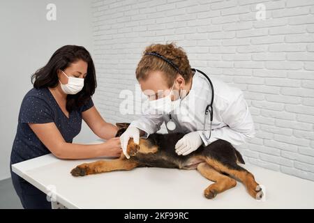 Portrait de vétérinaire avec serre-tête et cheveux bouclés en regardant soigneusement la patte de chien et le propriétaire calmant et tenant l'animal. Berger allemand allongé sur une table blanche dans un cabinet blanc. Concept de soin des animaux. Banque D'Images