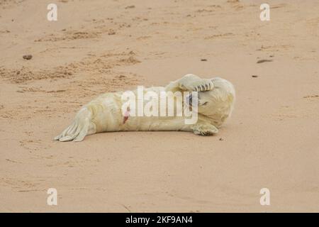 S'étirant et se grattant.Norfolk, Royaume-Uni : UN adorable chiot nouveau-né a été photographié juste quelques heures de refoulement sur une plage du Royaume-Uni avec son cordon ombilical Banque D'Images