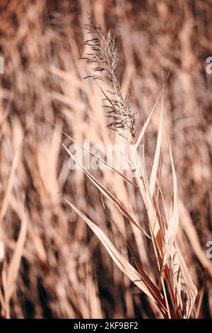 nature, ville, macro, photografie Banque D'Images