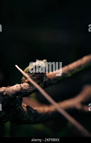 nature, ville, macro, photografie Banque D'Images