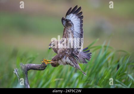 Vol de Buzzard eurasien Banque D'Images