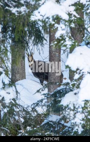 chamois Banque D'Images