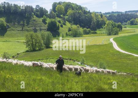 troupeau de moutons Banque D'Images