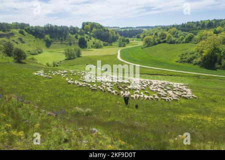 troupeau de moutons Banque D'Images