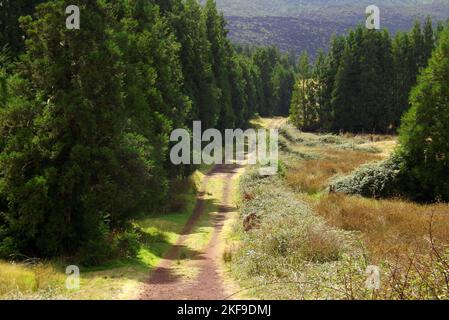 Une vue aérienne d'un chemin entre les arbres en bois par une journée ensoleillée à Terceira, Portugal Banque D'Images