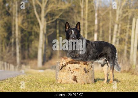 L'article chien de bétail australien Banque D'Images