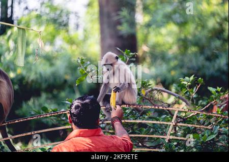 Homme adulte donnant une banane à un singe langur Hanuman qui est assis sur une clôture en métal rouillé au parc Banque D'Images