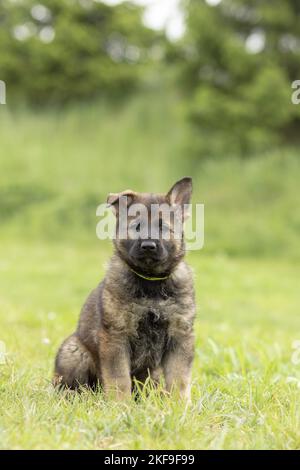 Chien de berger assis Banque D'Images