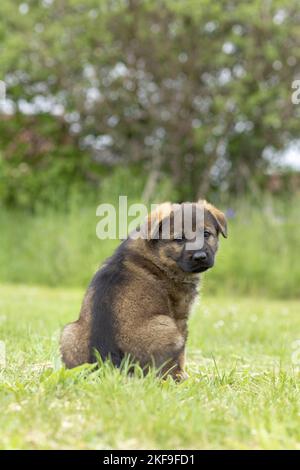 Chien de berger assis Banque D'Images