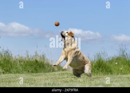 Jouer Labrador Retriever Banque D'Images