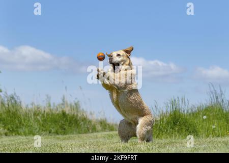 Jouer Labrador Retriever Banque D'Images